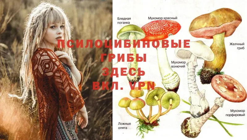 Галлюциногенные грибы Psilocybe Барыш